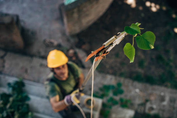 Best Fruit Tree Pruning  in Ashland, VA